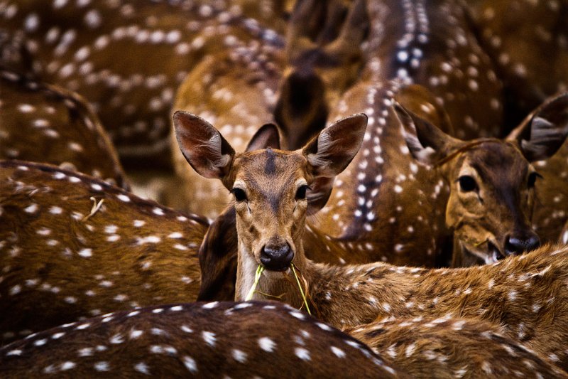572 - spotted indian deer - PAUL Kuntal - india.jpg